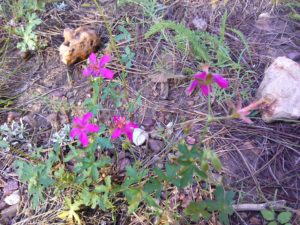 tiny wildflowers