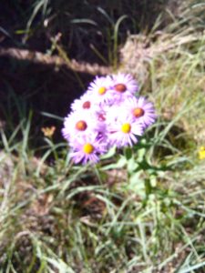 pink daisies