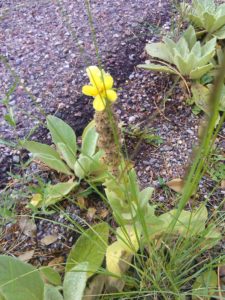 wildflowers